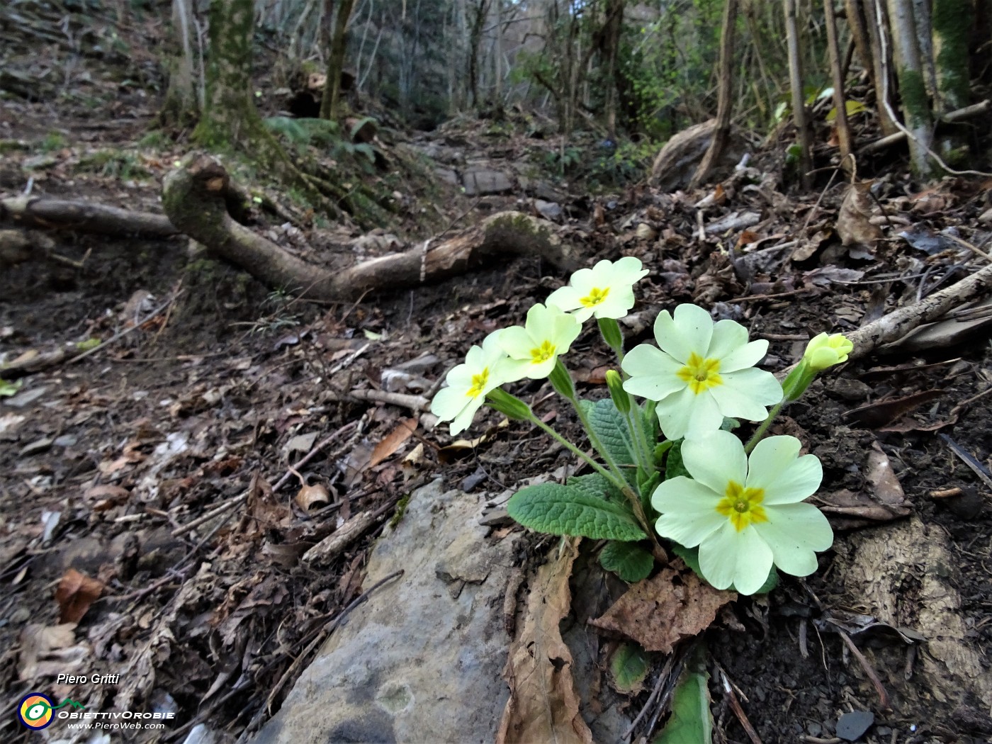 31 Primule gialle (Primula vulgaris) sul sentiero scosceso.JPG